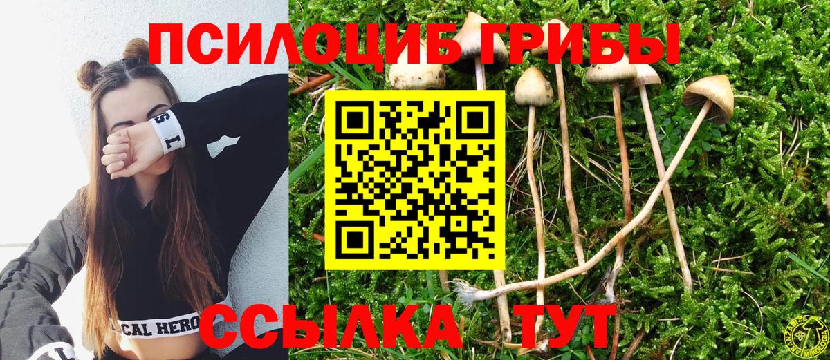 Назарово  Псилоцибиновые грибы Cubensis  Вход с VPN 
